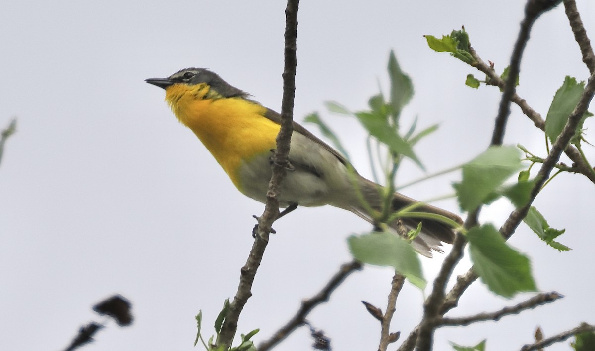 Yellow-breasted Chat - ML619594729
