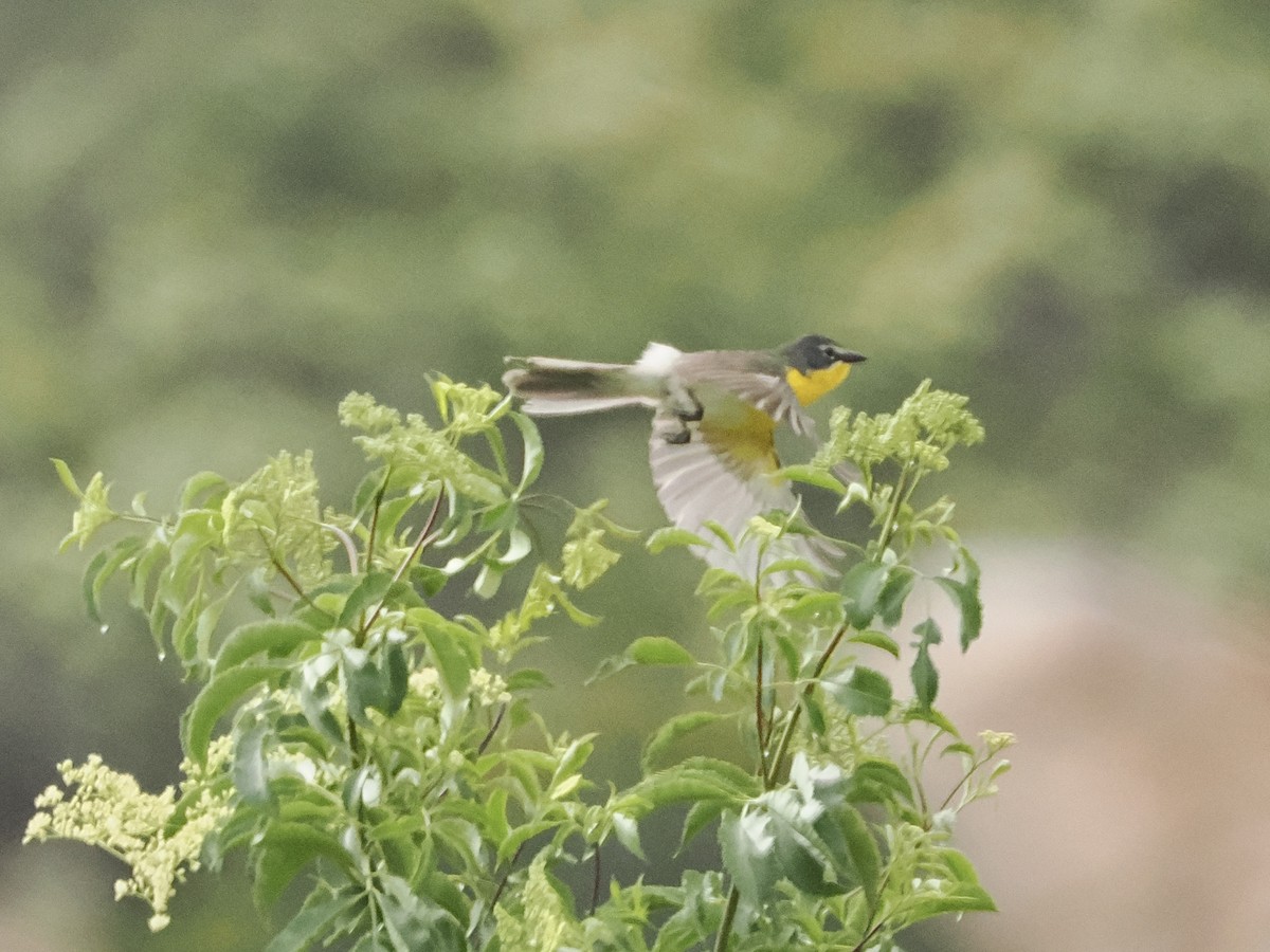 Yellow-breasted Chat - ML619594730