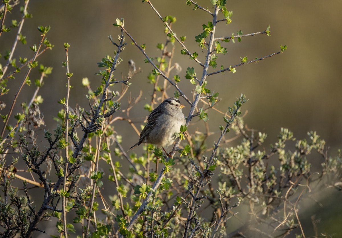 White-crowned Sparrow - ML619594761