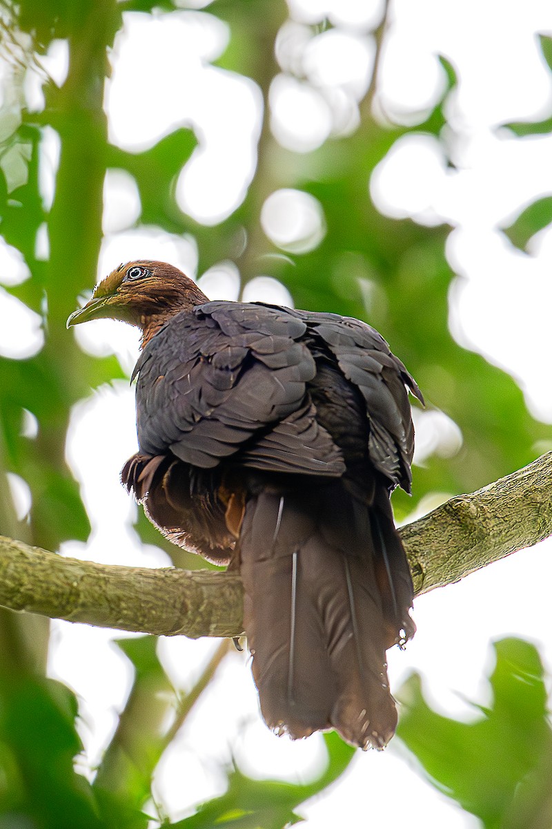Philippine Cuckoo-Dove - ML619594787