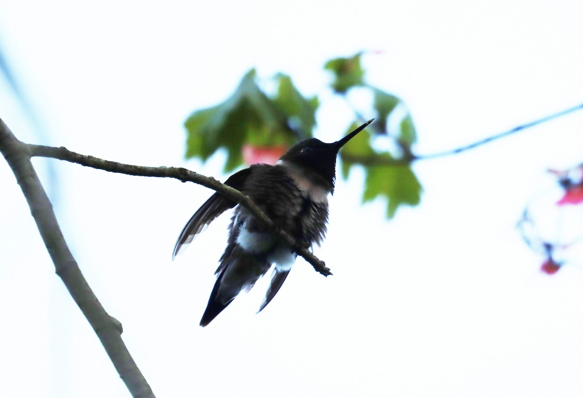 Ruby-throated Hummingbird - ML619594790