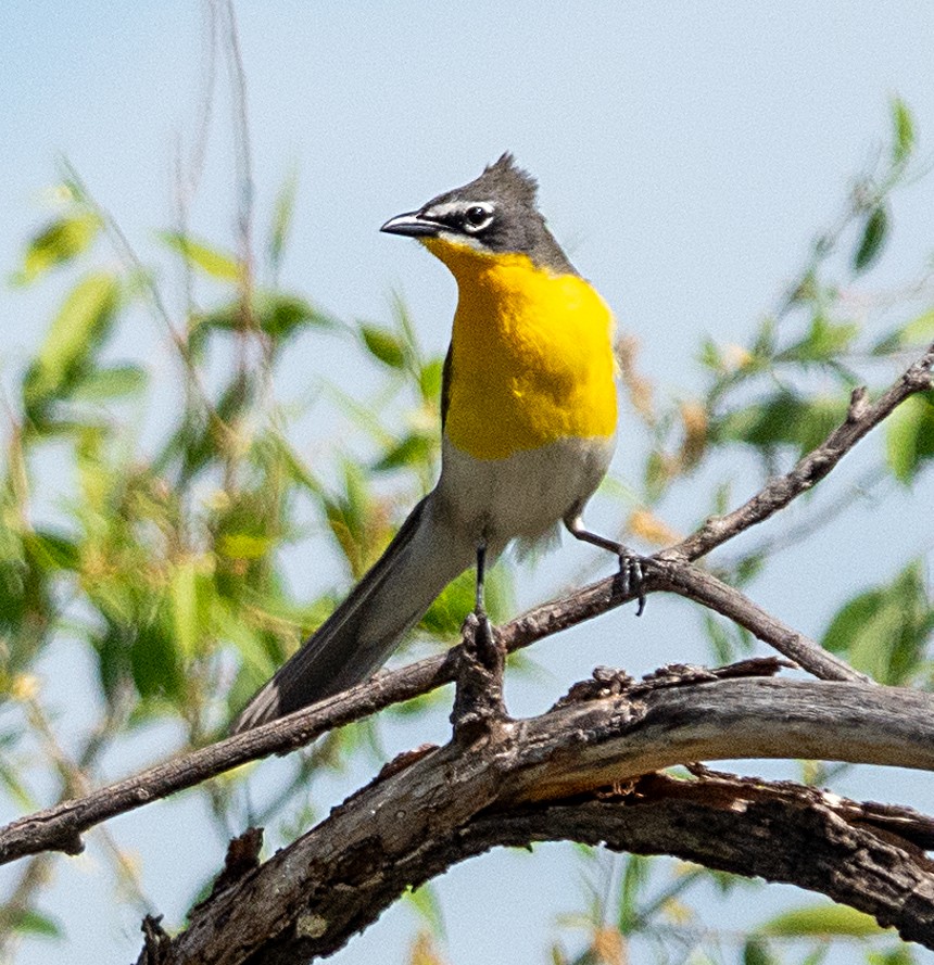 Yellow-breasted Chat - ML619594815