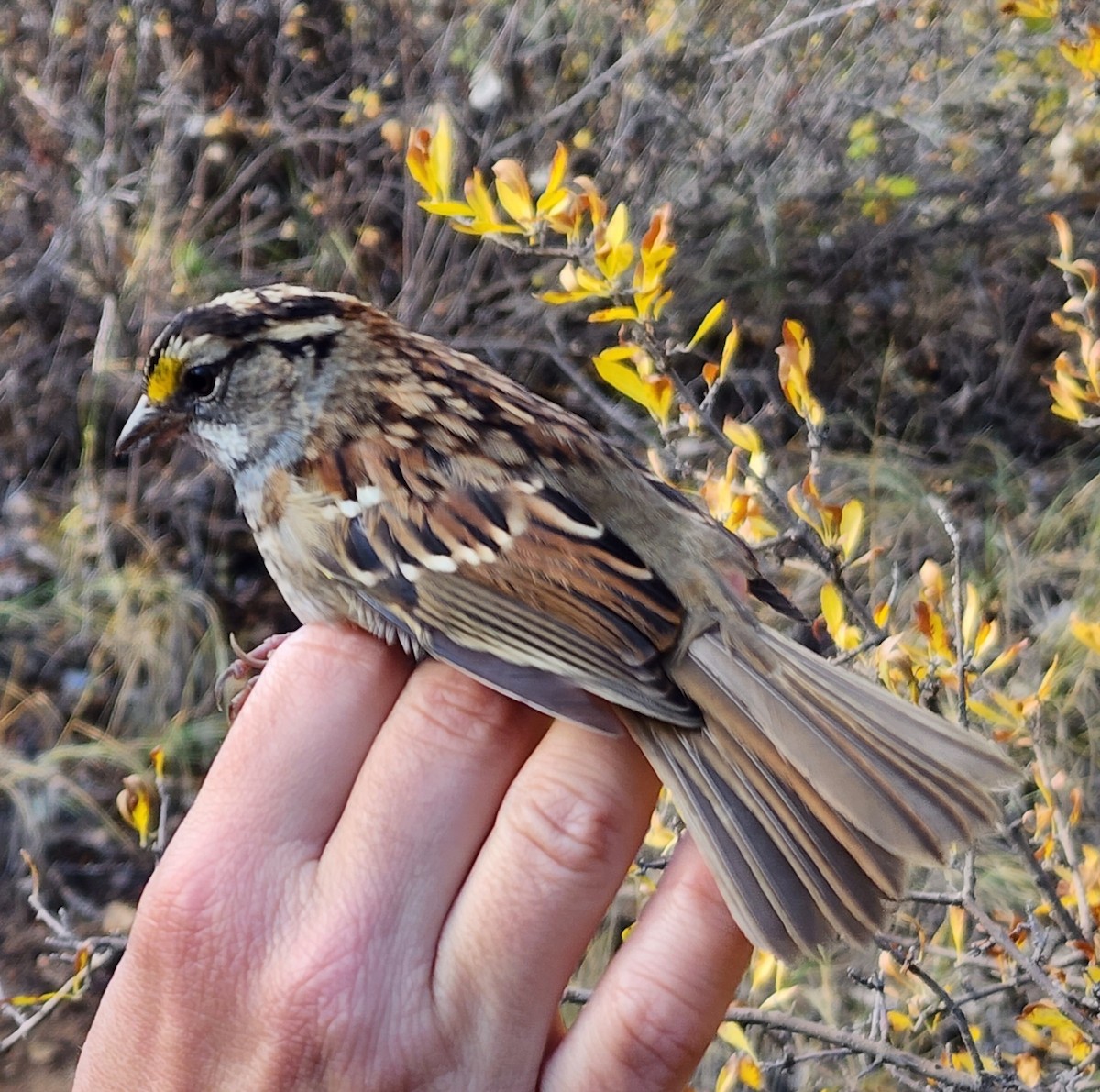 White-throated Sparrow - ML619594831