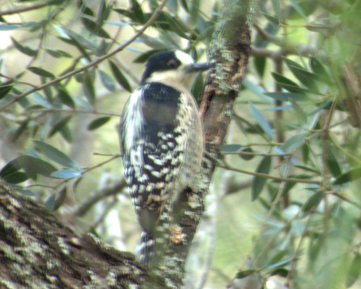 White-fronted Woodpecker - ML619594873