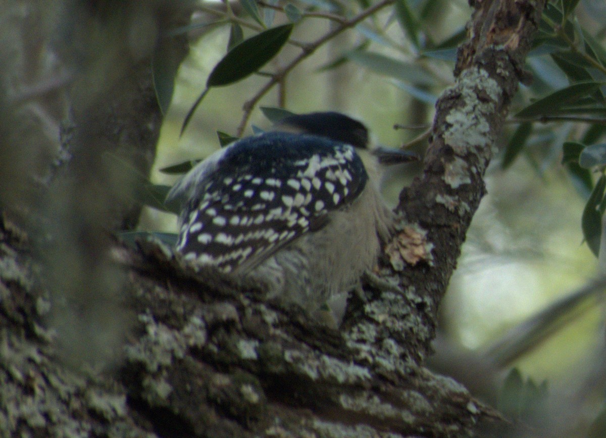 White-fronted Woodpecker - ML619594882