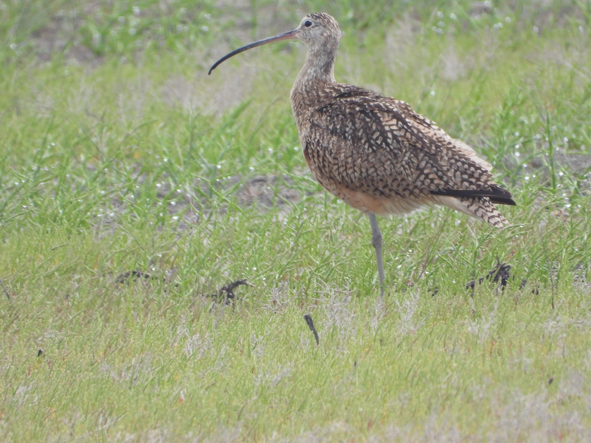 Long-billed Curlew - ML619594948
