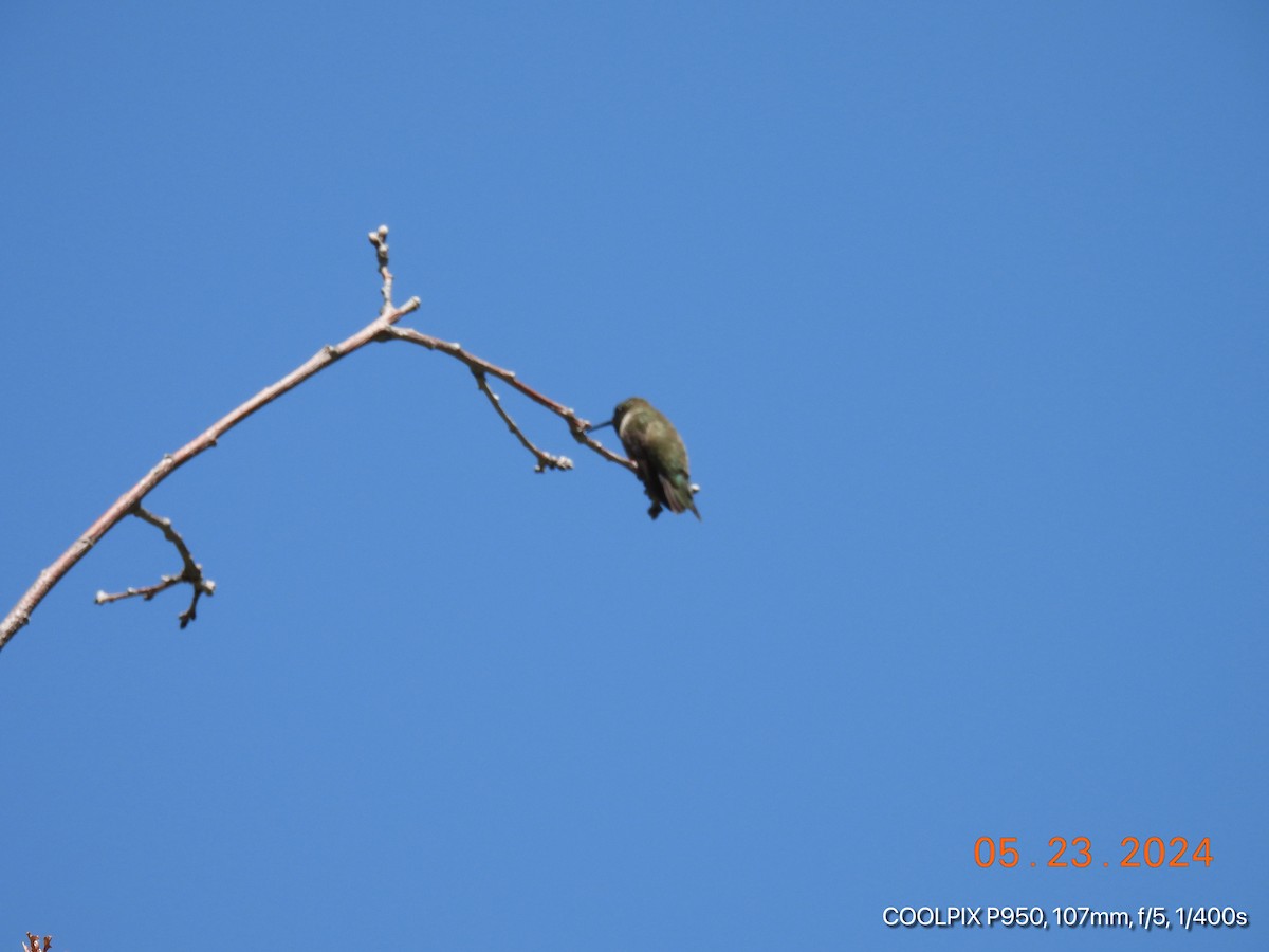 Broad-tailed Hummingbird - ML619594968
