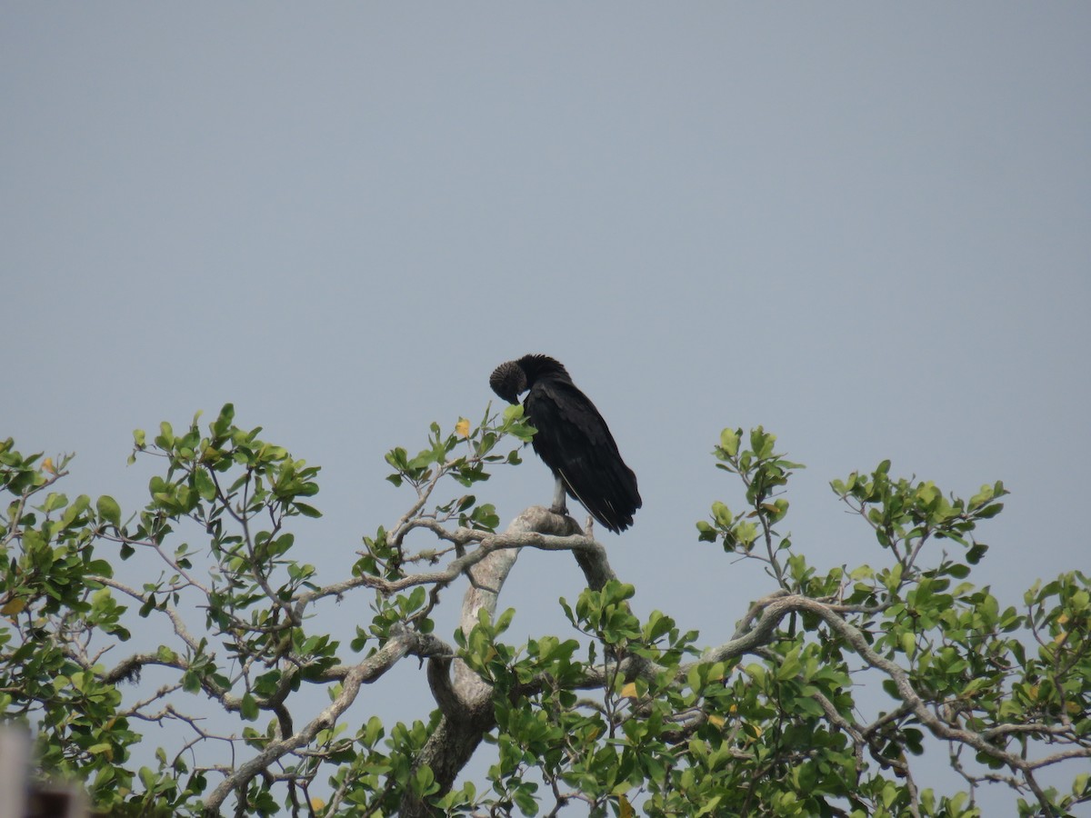 Black Vulture - ML619594972