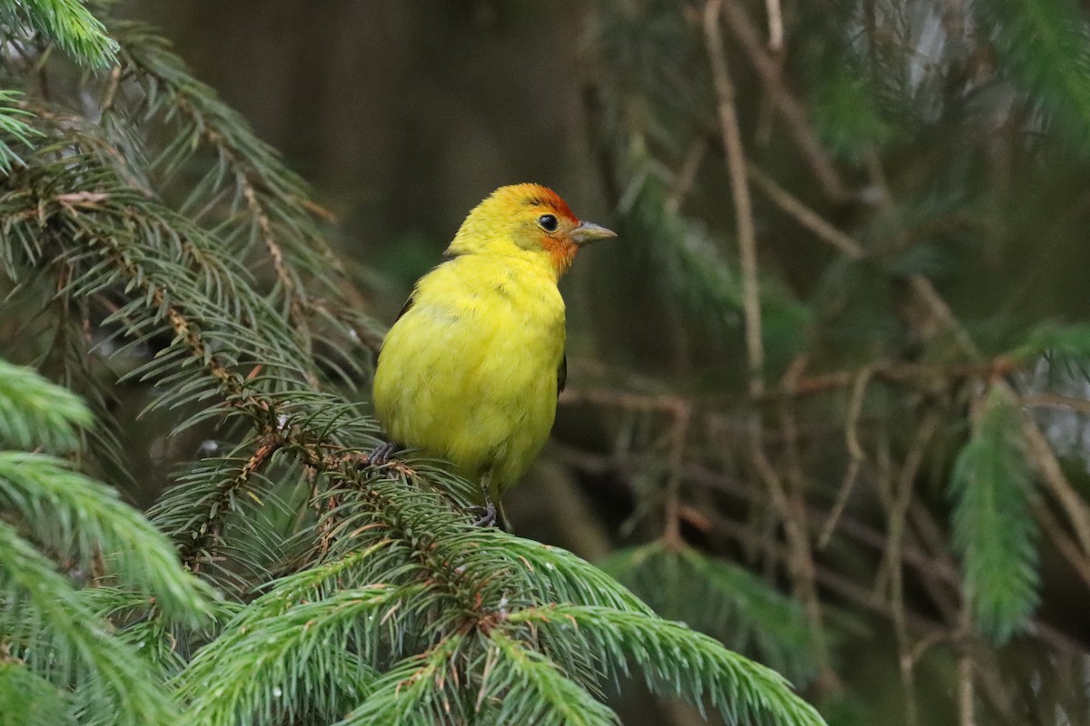 Western Tanager - ML619594977