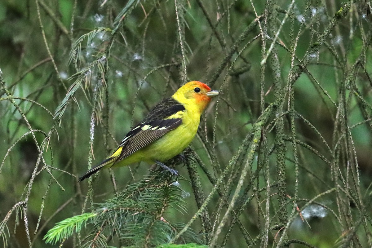 Western Tanager - ML619594983