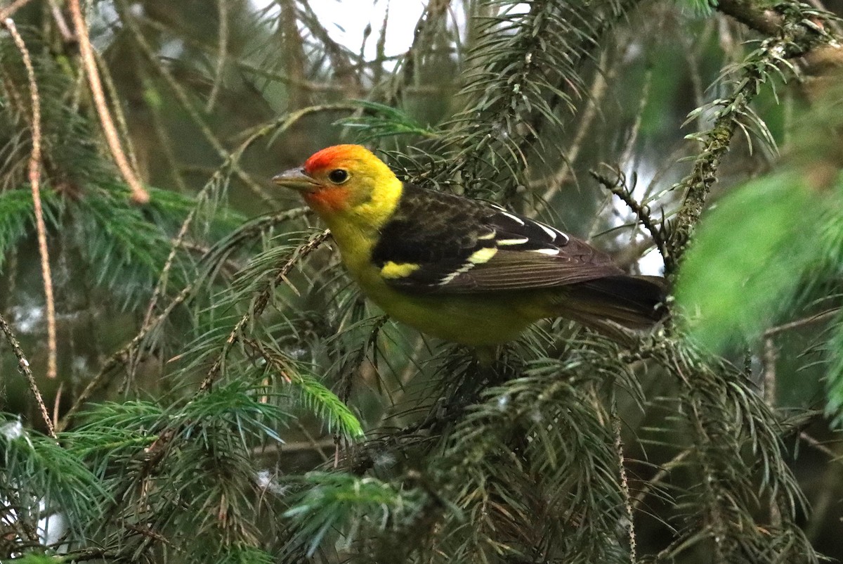 Western Tanager - ML619595000