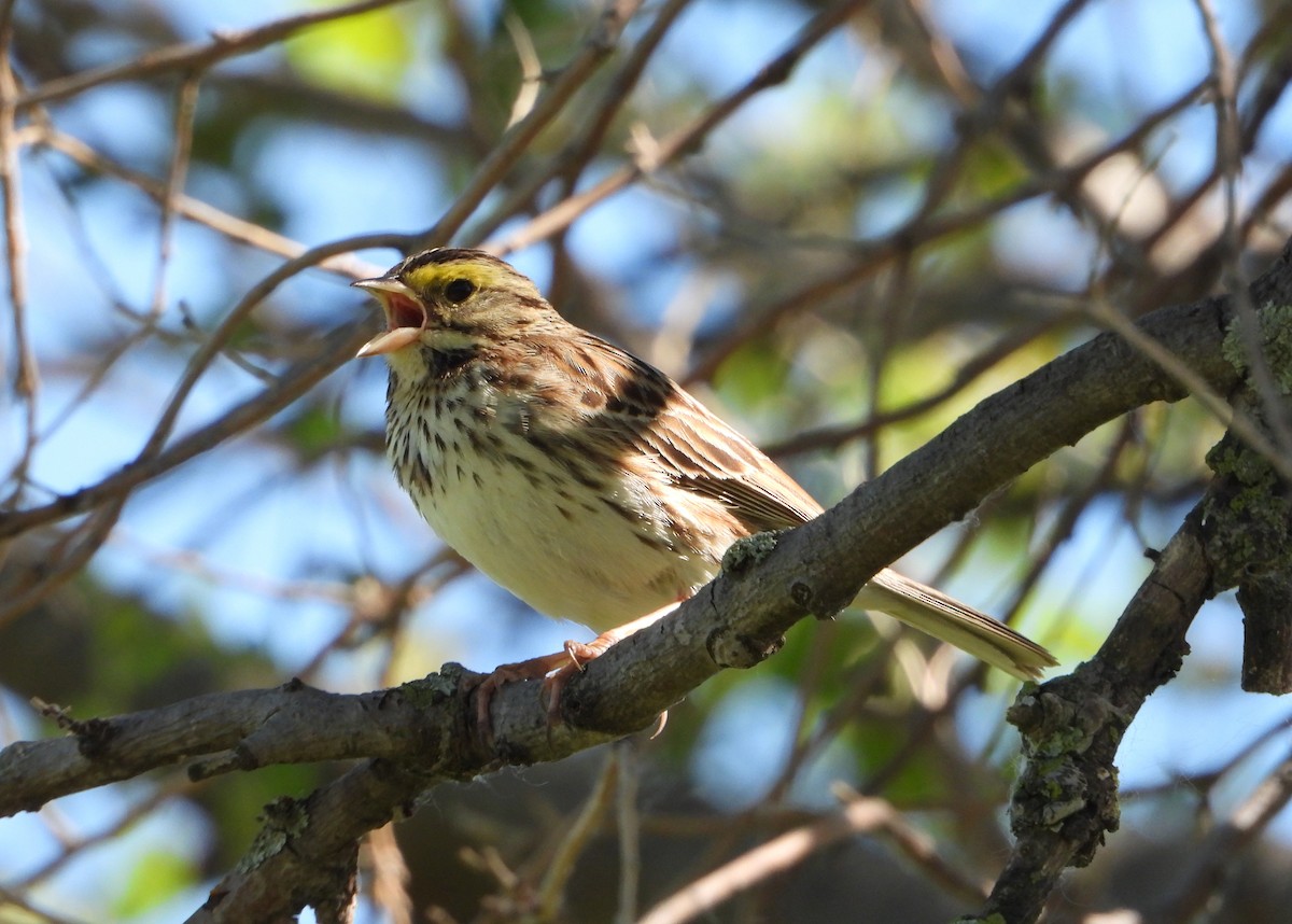 Savannah Sparrow - ML619595019