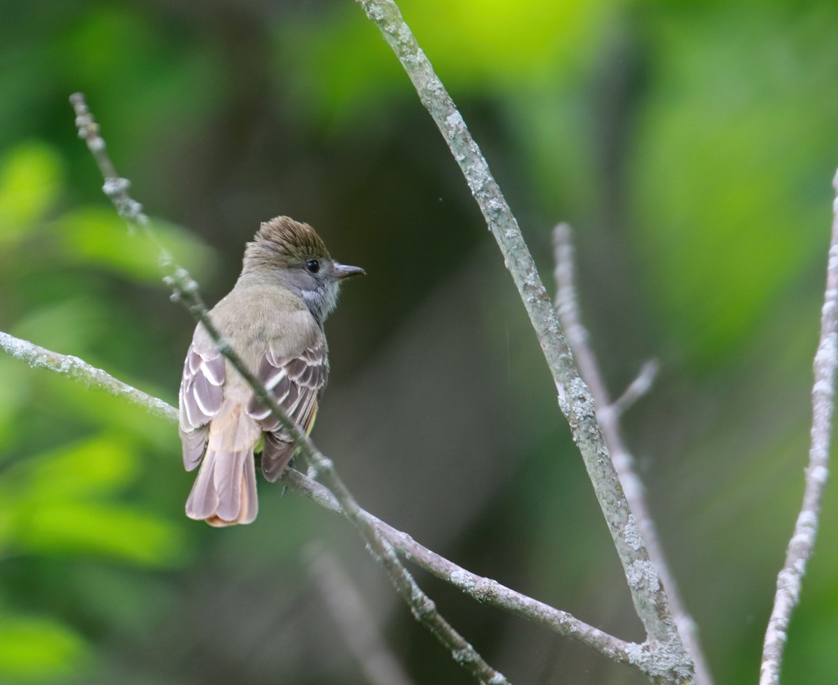 Great Crested Flycatcher - ML619595020