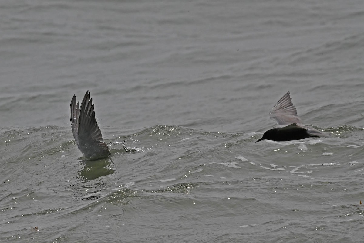 Black Tern - ML619595075