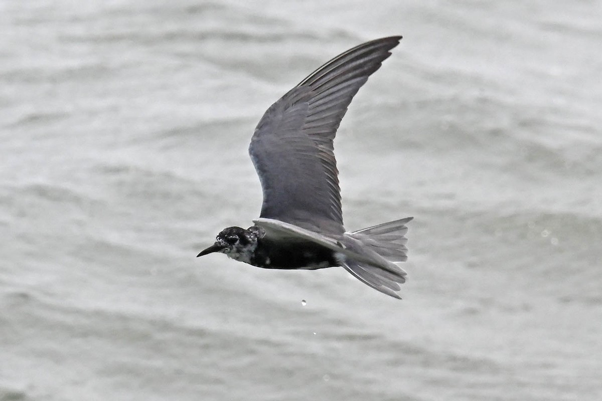 Black Tern - ML619595078