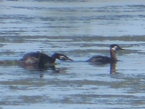 Red-necked Grebe - ML619595092