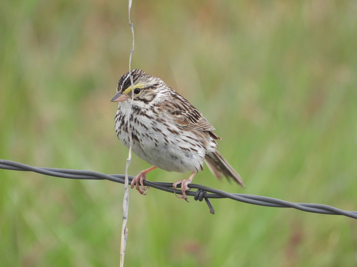 Savannah Sparrow - ML619595093