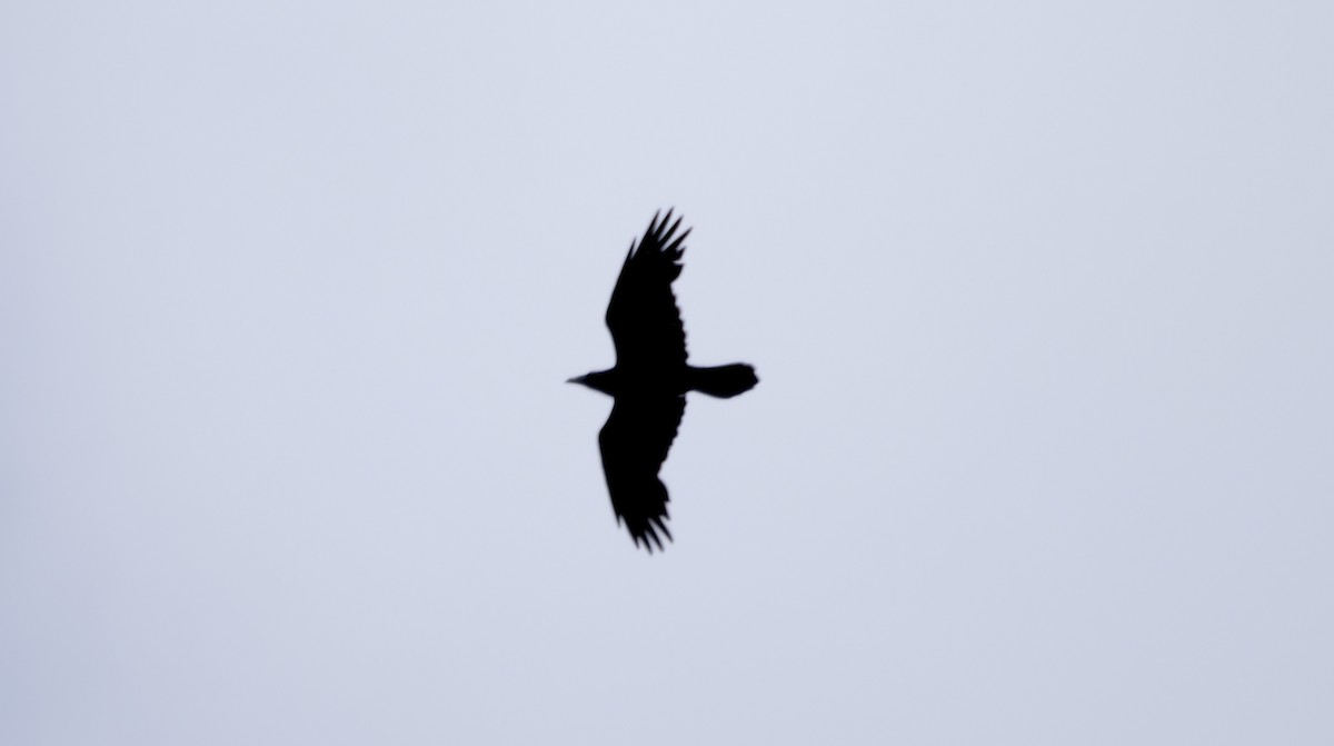 Common Raven - ML619595130