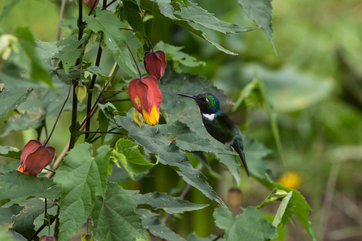 kolibřík bělohrdlý - ML619595140