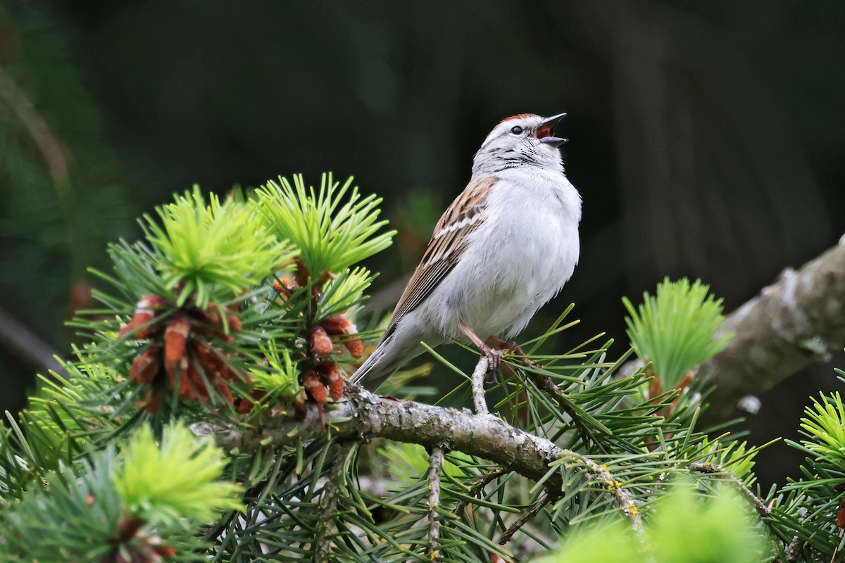 Chipping Sparrow - ML619595145