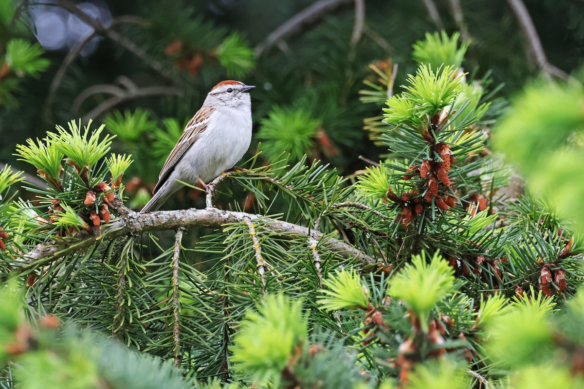 Chipping Sparrow - ML619595155