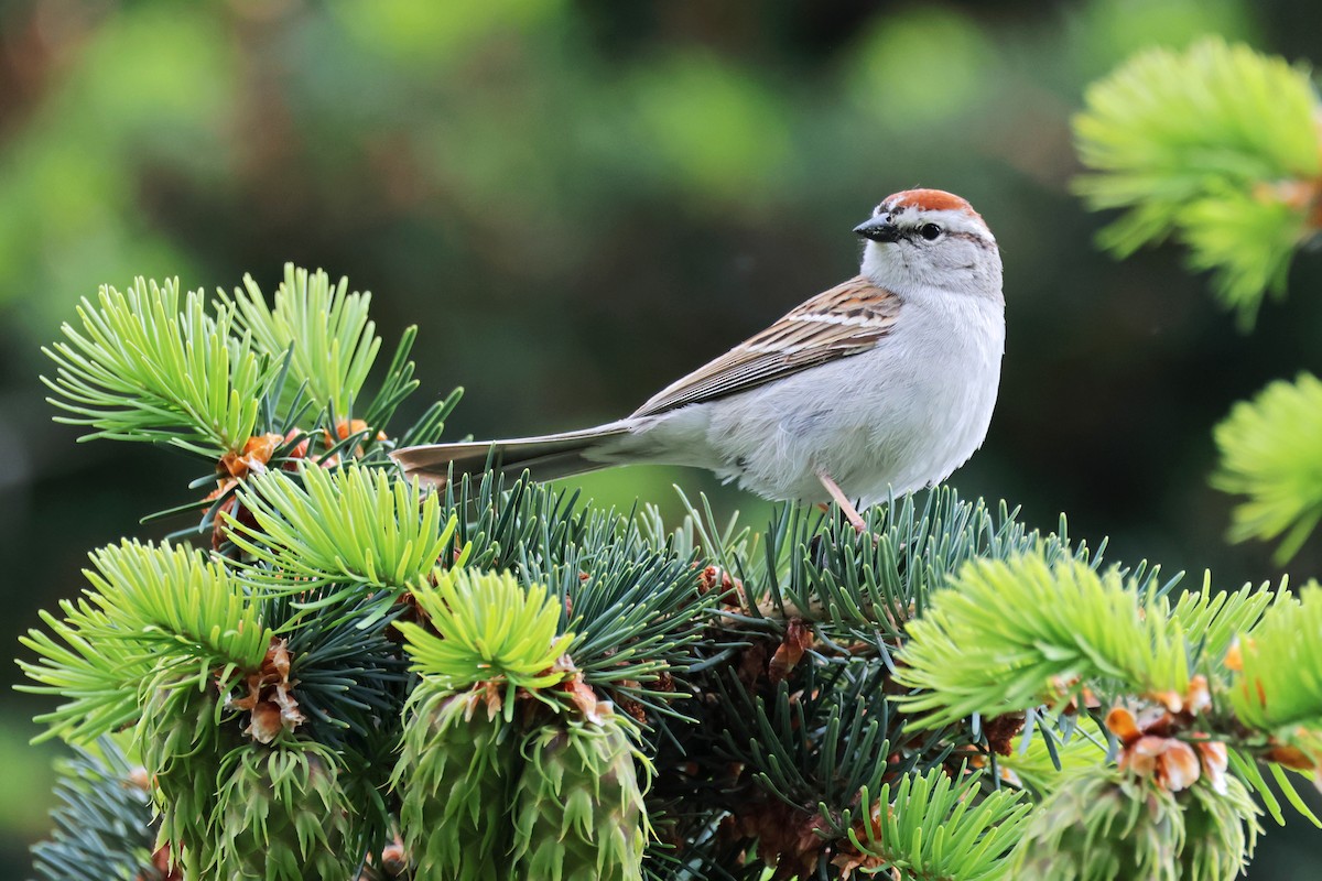 Chipping Sparrow - ML619595177