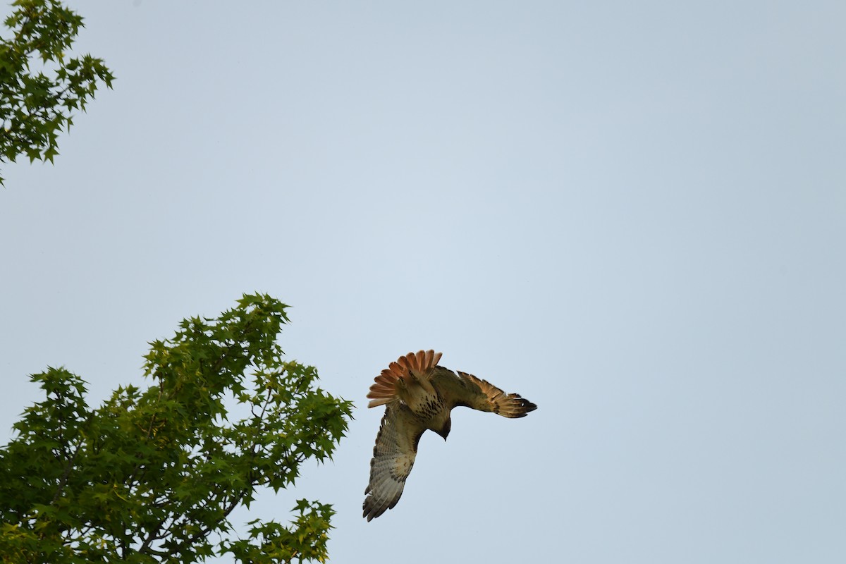 Red-tailed Hawk - ML619595184