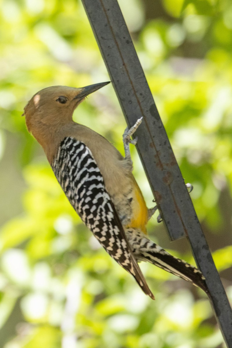 Gila Woodpecker - ML619595196