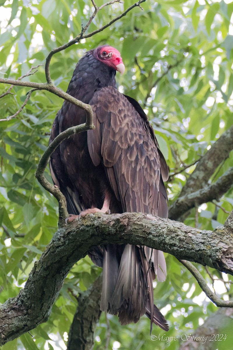 Turkey Vulture - ML619595220