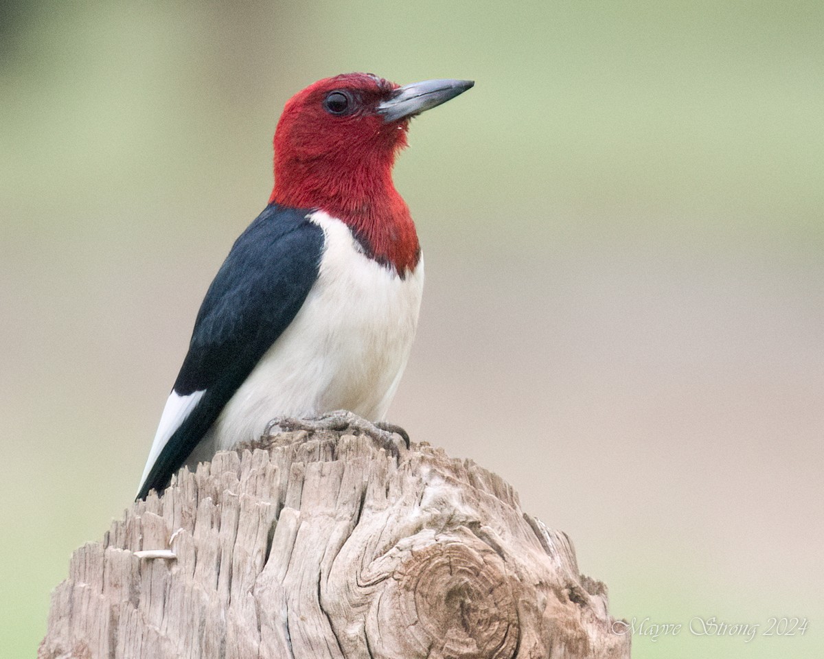 Red-headed Woodpecker - ML619595247