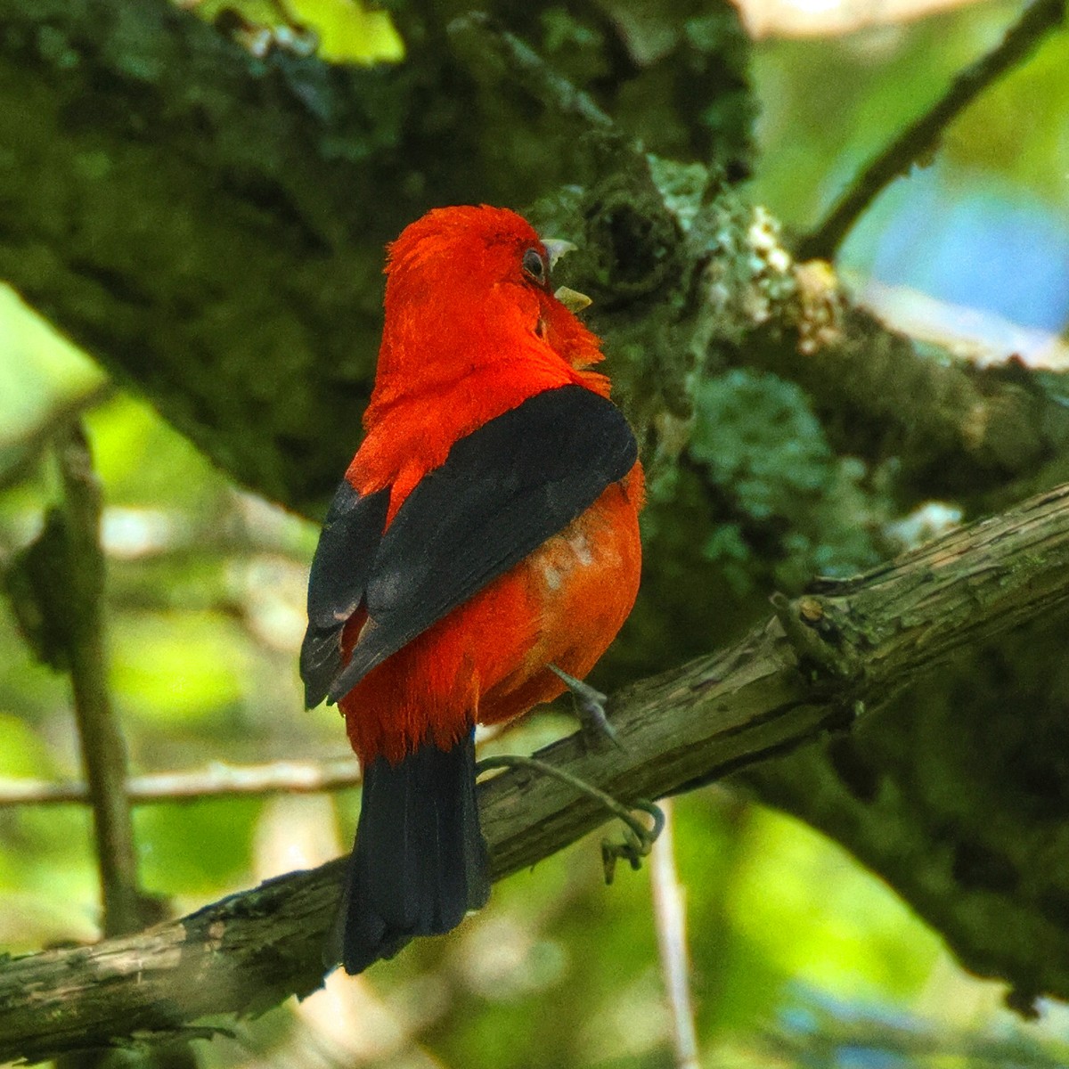 Scarlet Tanager - ML619595296