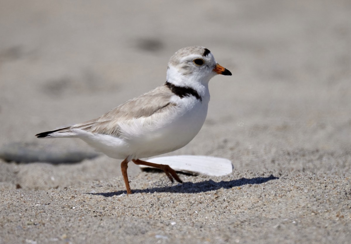 Piping Plover - ML619595364