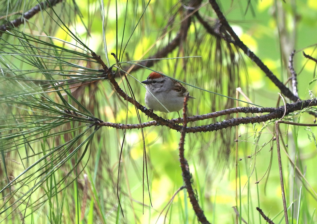 Chipping Sparrow - ML619595365