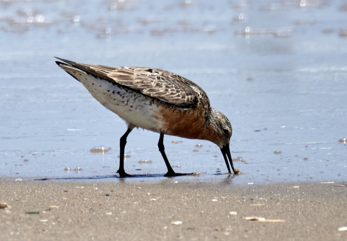 Red Knot - ML619595389