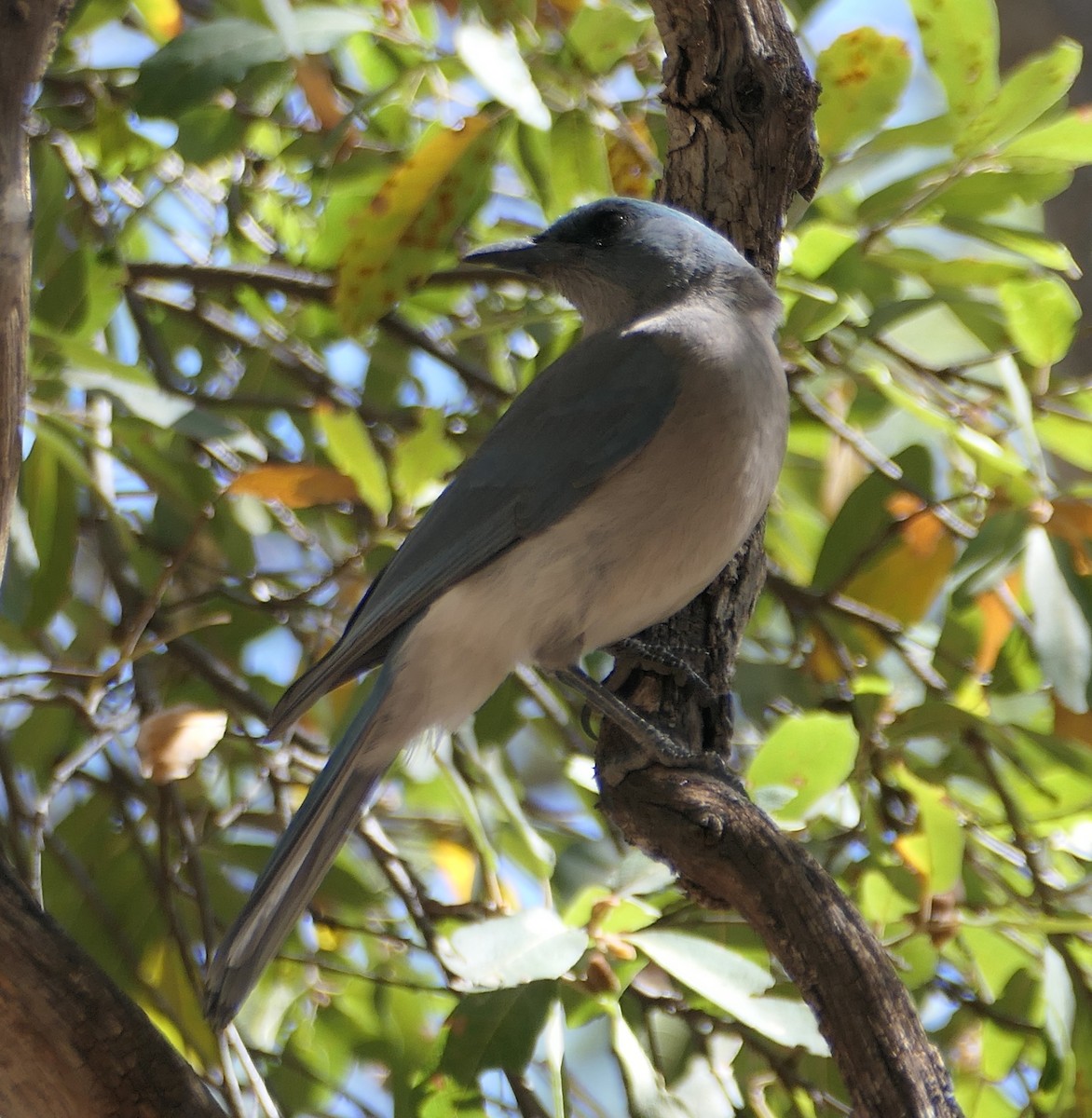 Mexican Jay - ML619595390