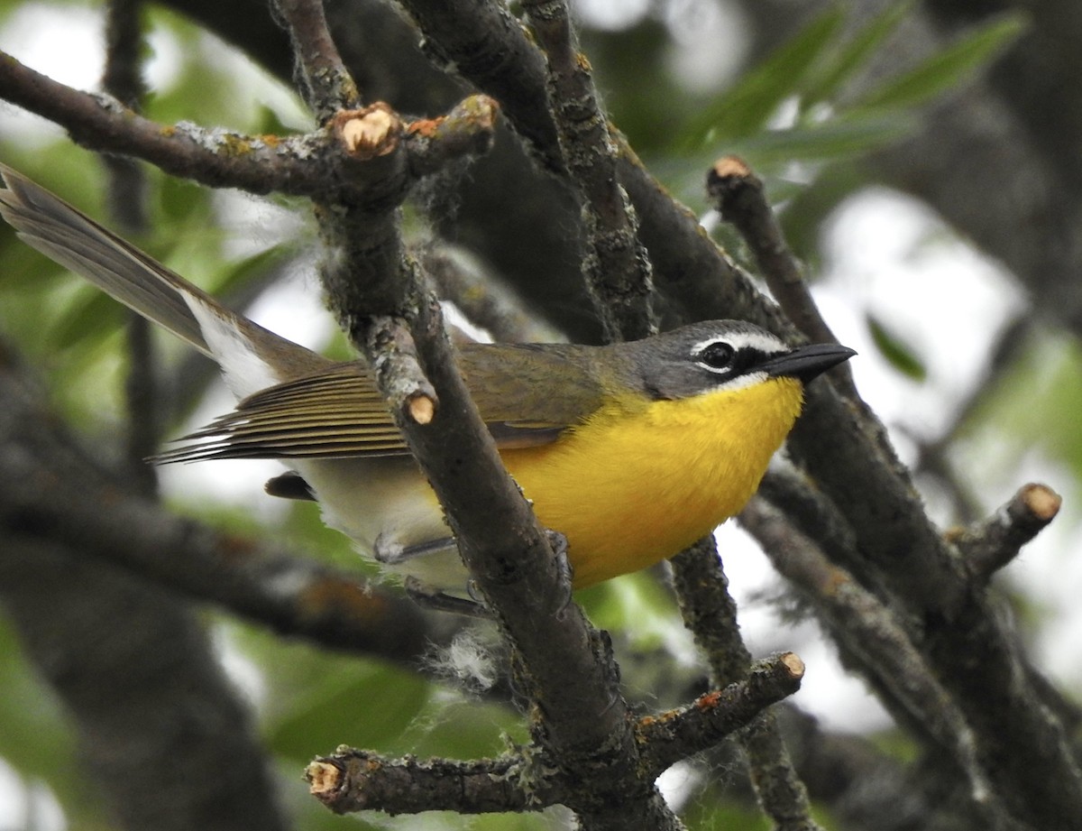 Yellow-breasted Chat - ML619595417