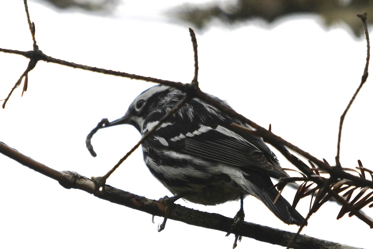Black-and-white Warbler - ML619595420