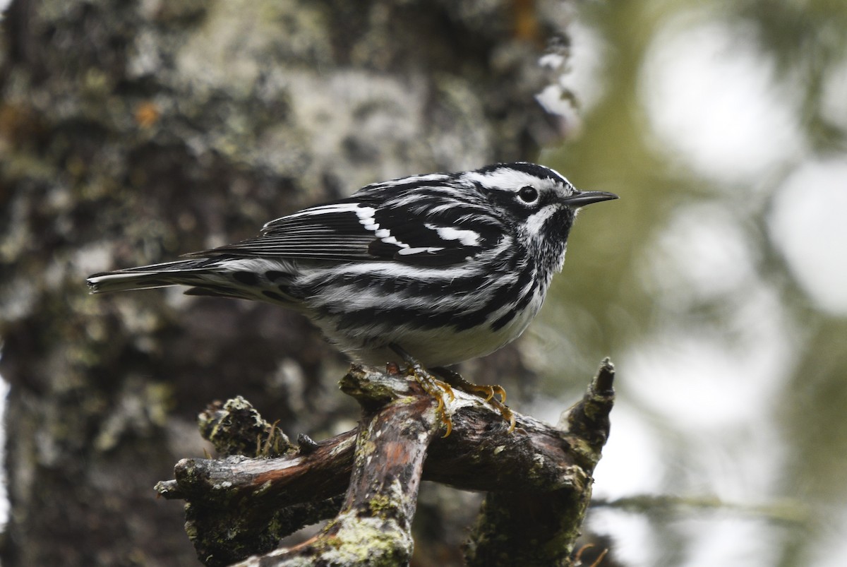 Black-and-white Warbler - ML619595421