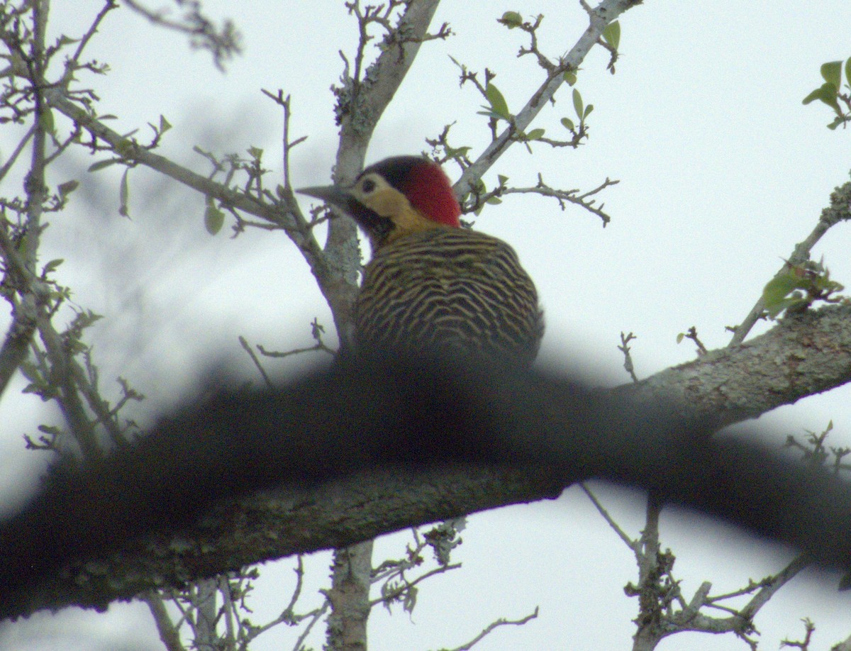 Green-barred Woodpecker - ML619595488