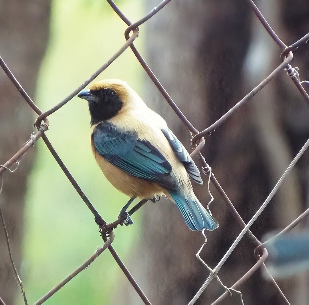 Burnished-buff Tanager - ML619595502