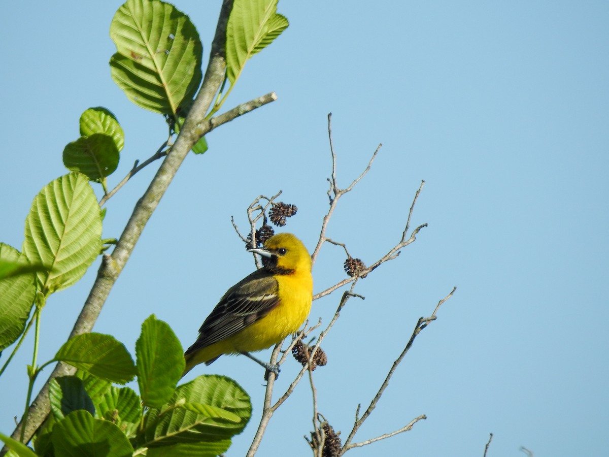 Orchard Oriole - ML619595511