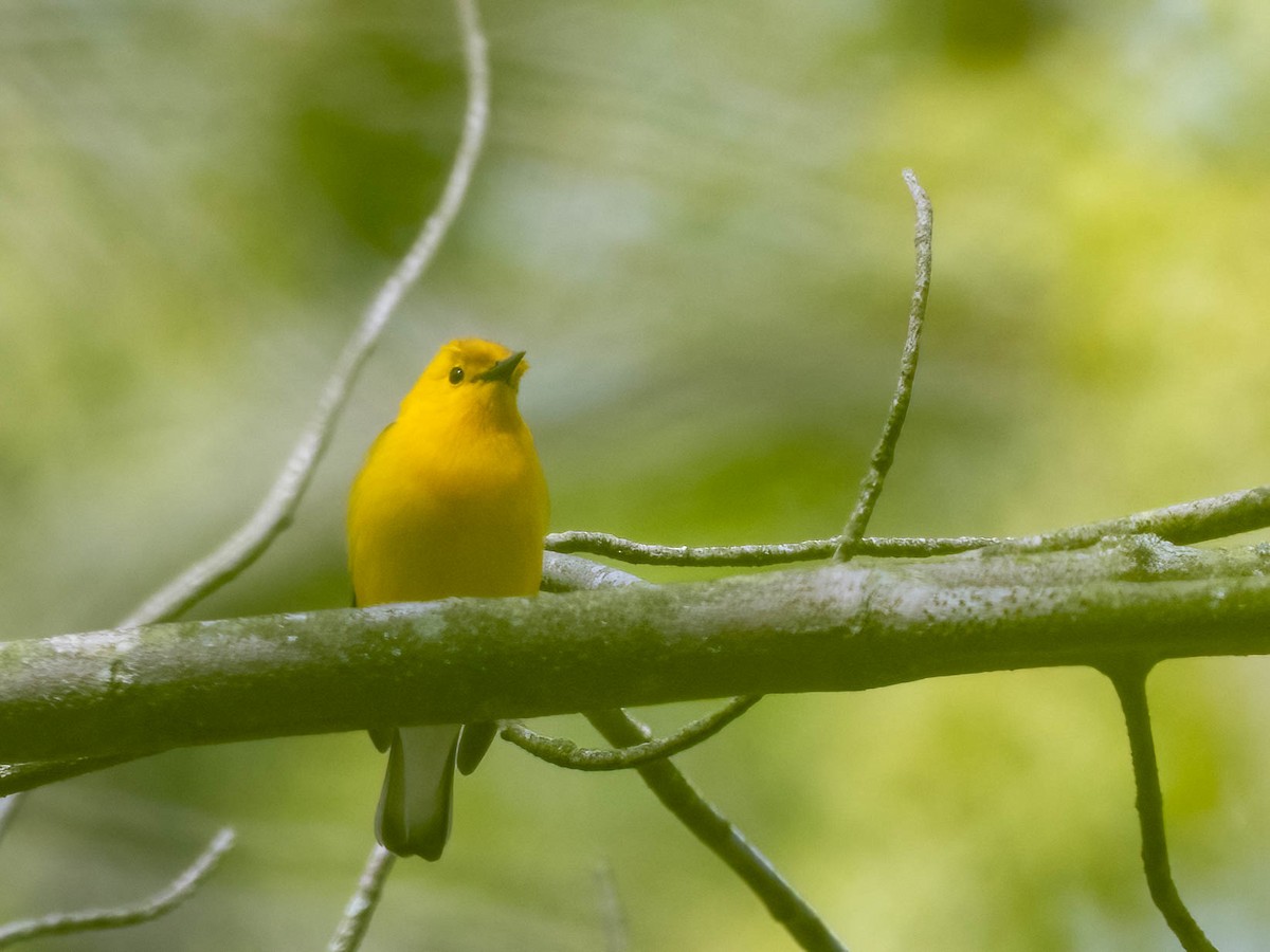 Prothonotary Warbler - ML619595512