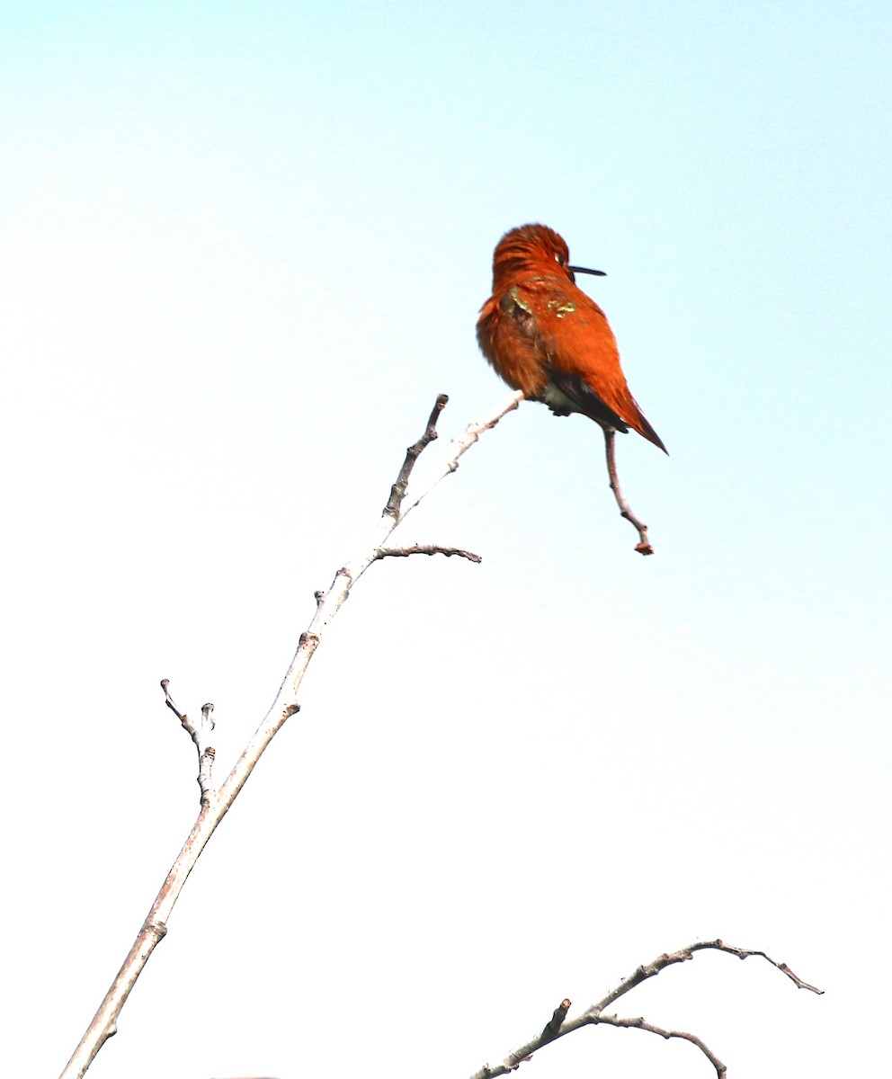 Rufous Hummingbird - ML619595555