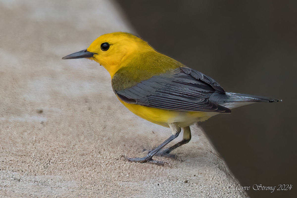 Prothonotary Warbler - ML619595563