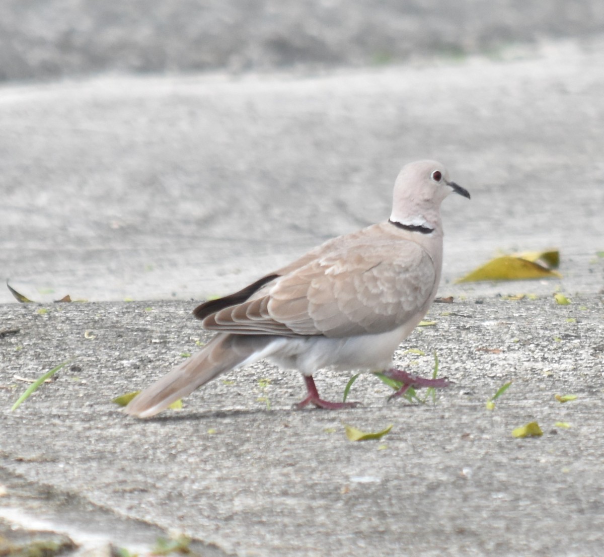 African Collared-Dove - ML619595567