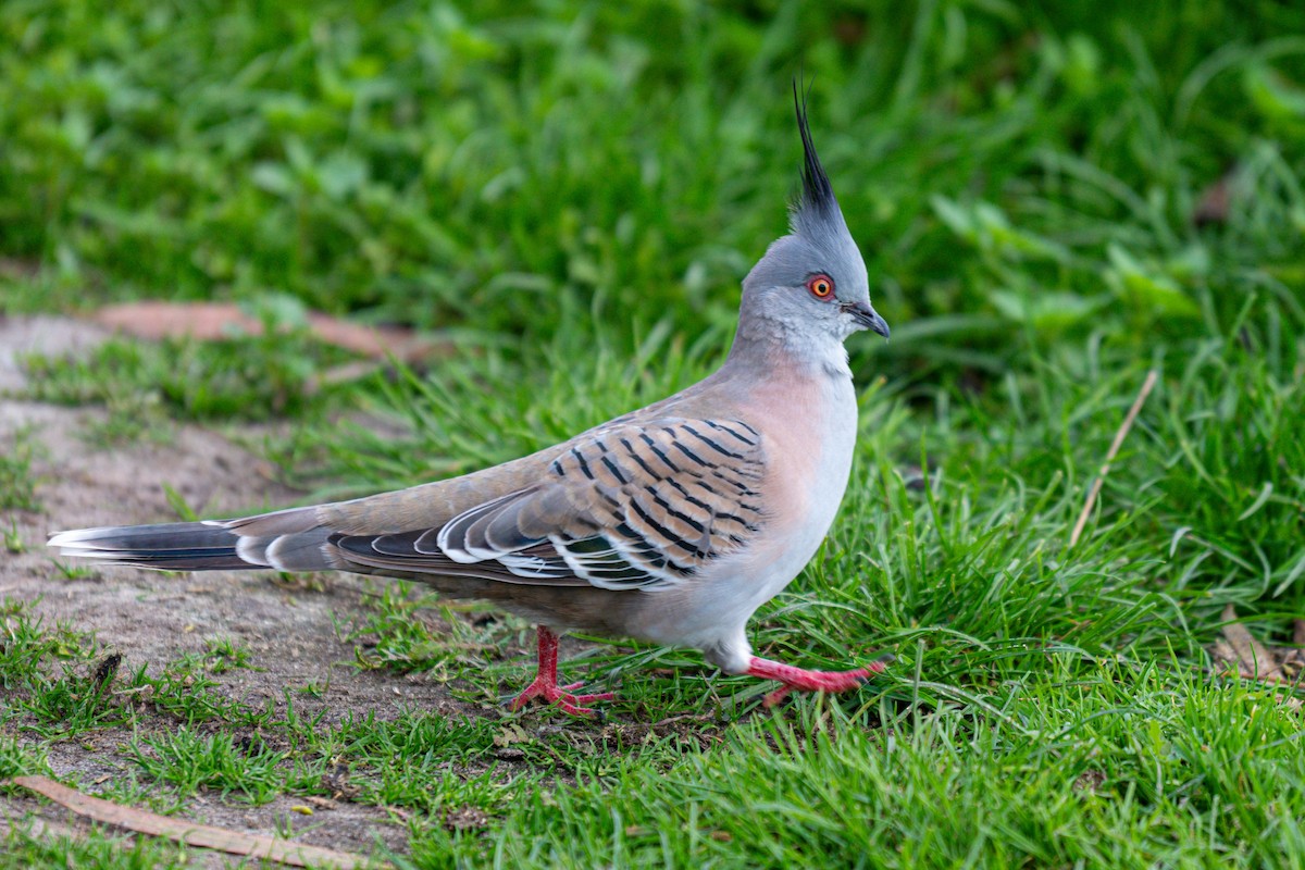 Crested Pigeon - ML619595568