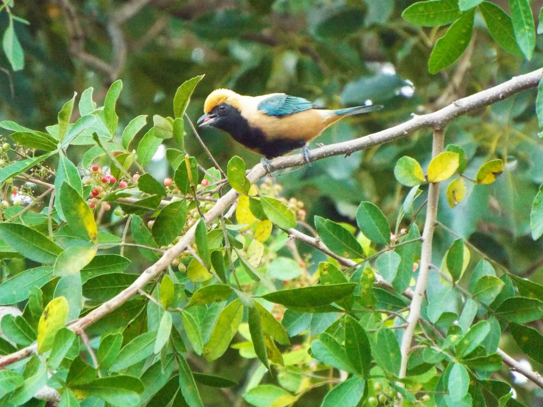 Burnished-buff Tanager - ML619595571