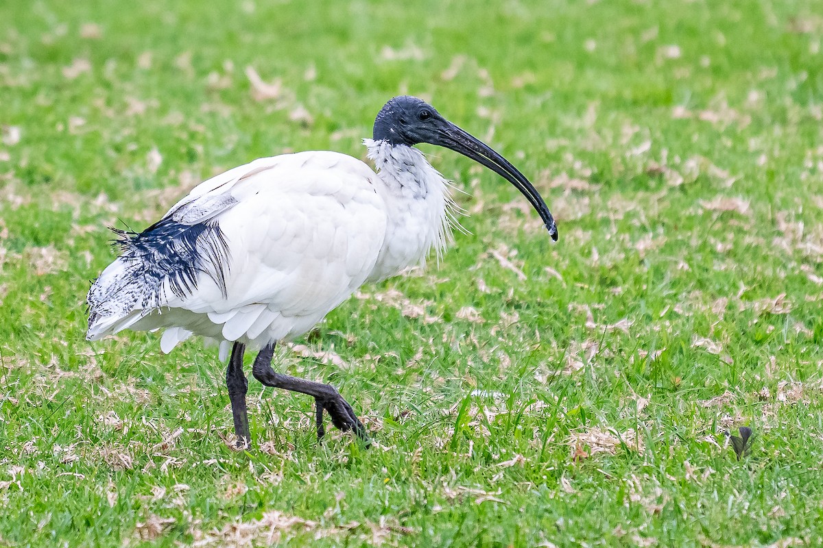 ibis australský - ML619595582