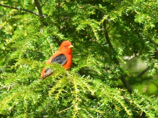 Scarlet Tanager - ML619595594
