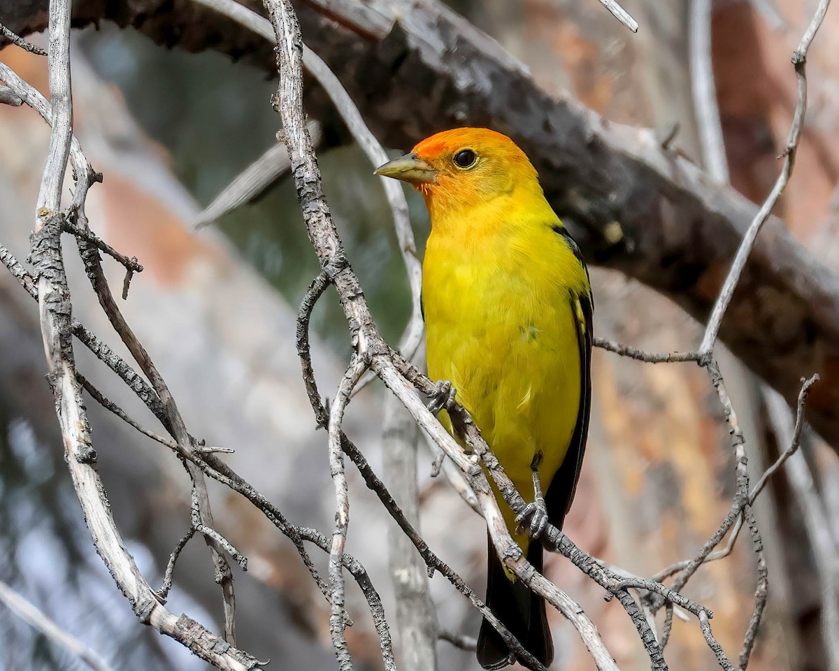 Western Tanager - ML619595618